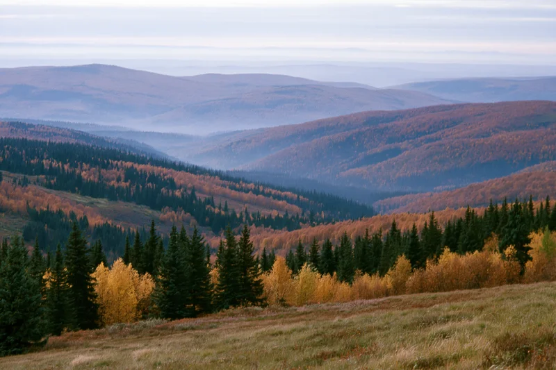 Rolling forested hills covered in mixed birch and spruce trees during autumn, viewed from a grassy meadow with distant mountains under a hazy sky