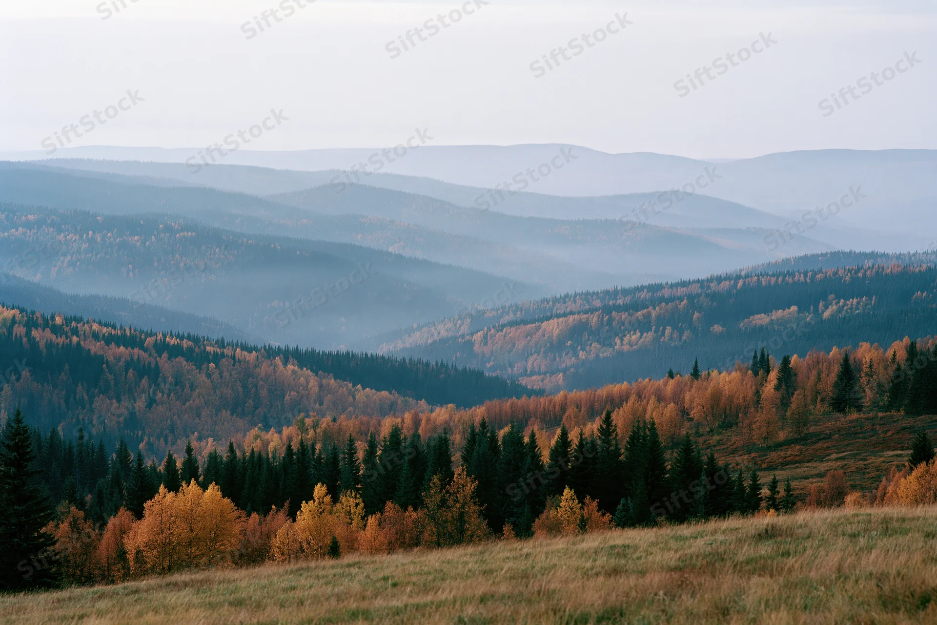 Rolling forested hills covered in autumn birch and spruce trees under a hazy sky