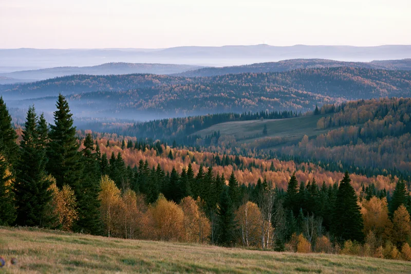 Rolling forested hills covered in mixed birch and spruce trees during autumn, viewed from a grassy meadow with misty layers in the distance