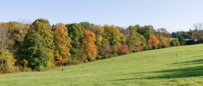 Rolling green pasture sloping upward toward a treeline of mixed autumn foliage under clear blue sky