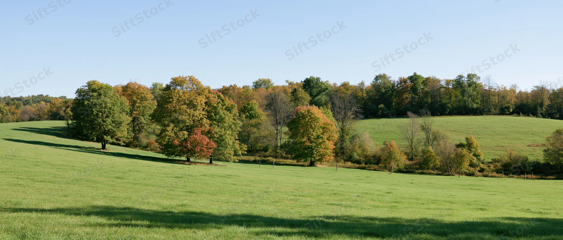 Rolling green pasture sloping upward toward a treeline of mixed autumn foliage under clear blue sky