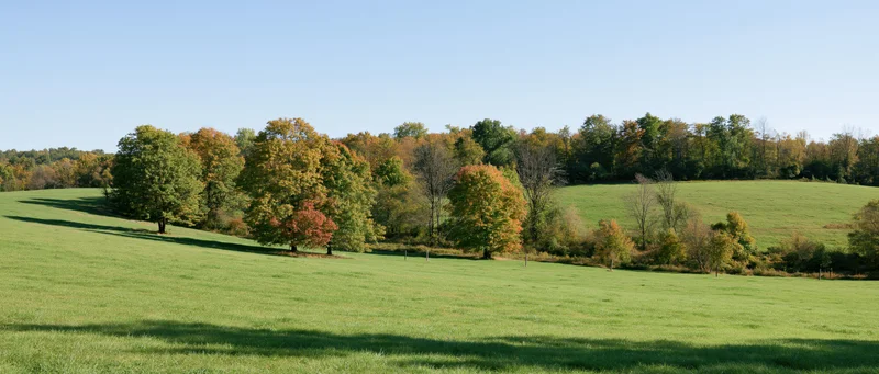 Rolling green pasture sloping upward toward a treeline of mixed autumn foliage under clear blue sky