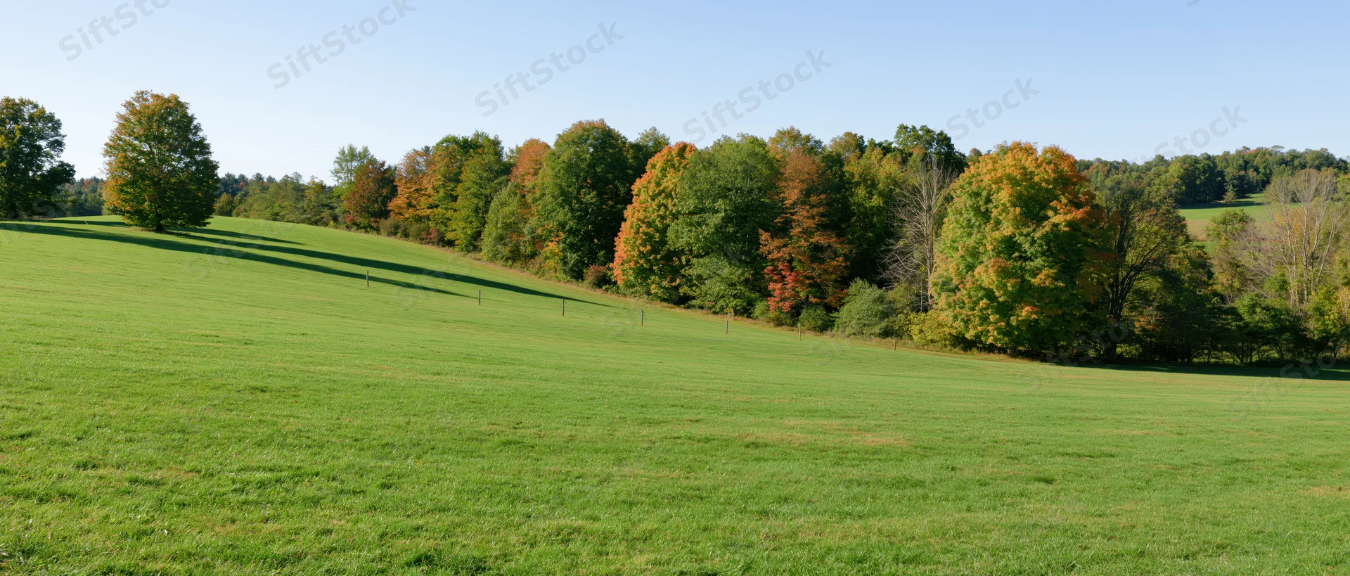 Rolling green pasture sloping upward toward a treeline of mixed autumn foliage under clear blue sky