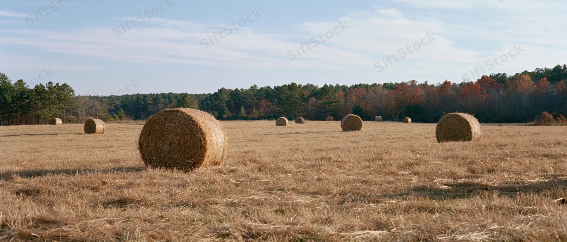 Round hay bales scattered across a wide open pasture under a blue sky with autumn trees in the distance