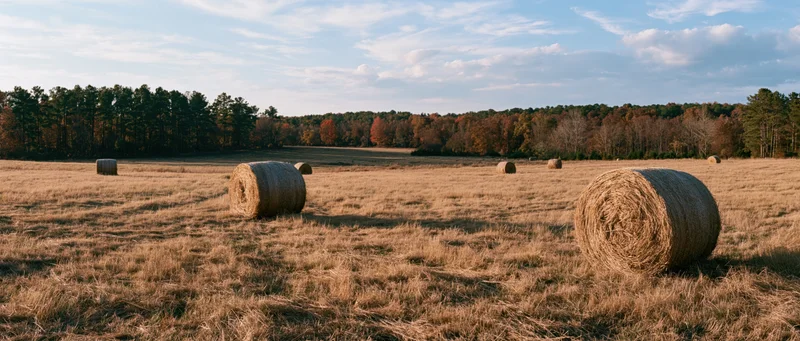 Round hay bales scattered across a wide open pasture in late autumn