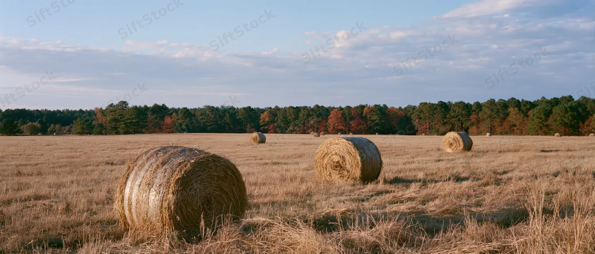 Round hay bales scattered across a wide open pasture in late autumn under a partly cloudy sky