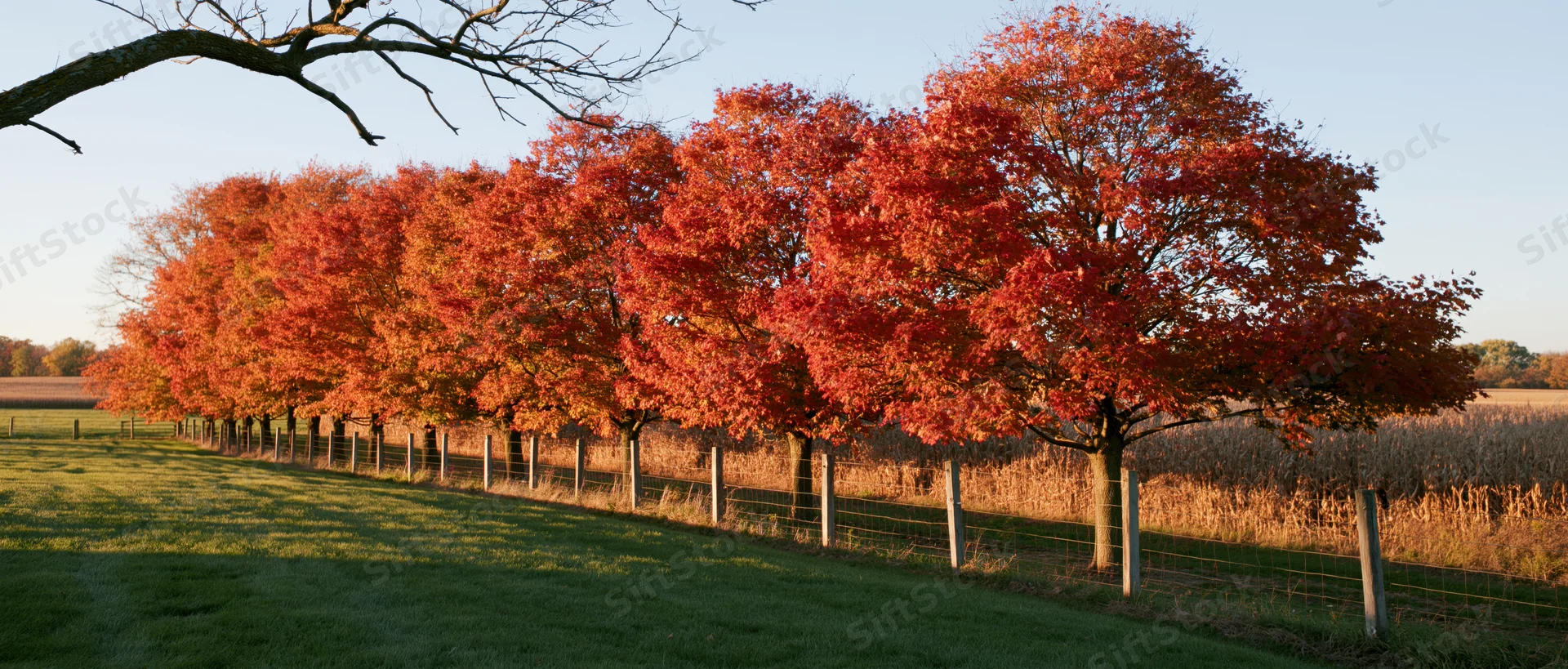 Row of maple trees in peak autumn color lining a rural farm field