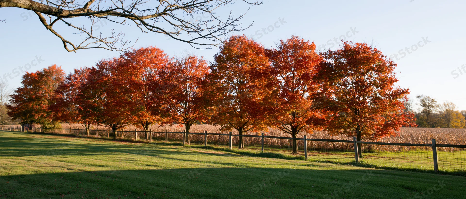 Row of maple trees in peak autumn color lining a rural farm field with a wooden fence and corn crop behind