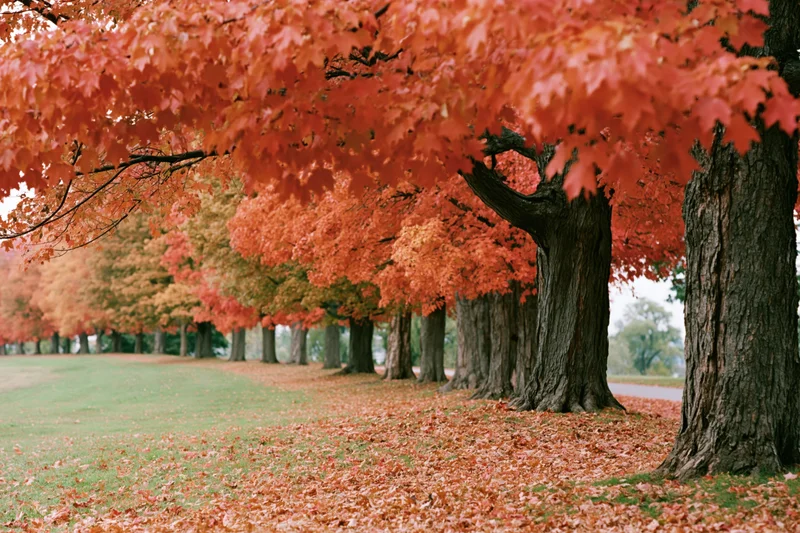 Row of mature maple trees in peak autumn foliage lining a grassy park path