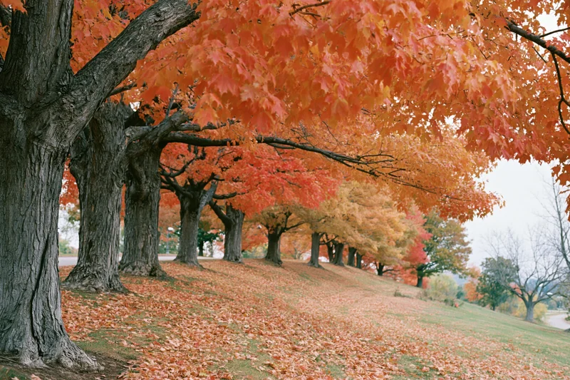 Row of mature maple trees in peak autumn foliage lining a grassy path in a park