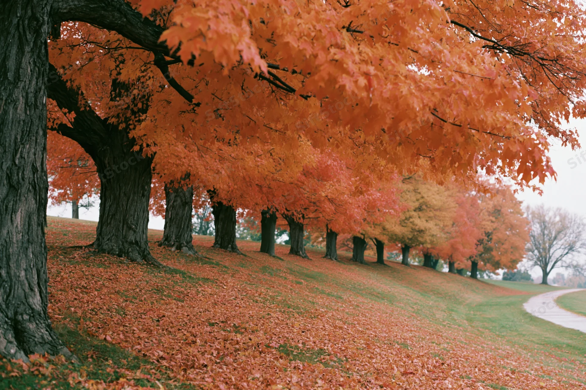 Row of mature maple trees in peak autumn foliage lining a curved path in a park