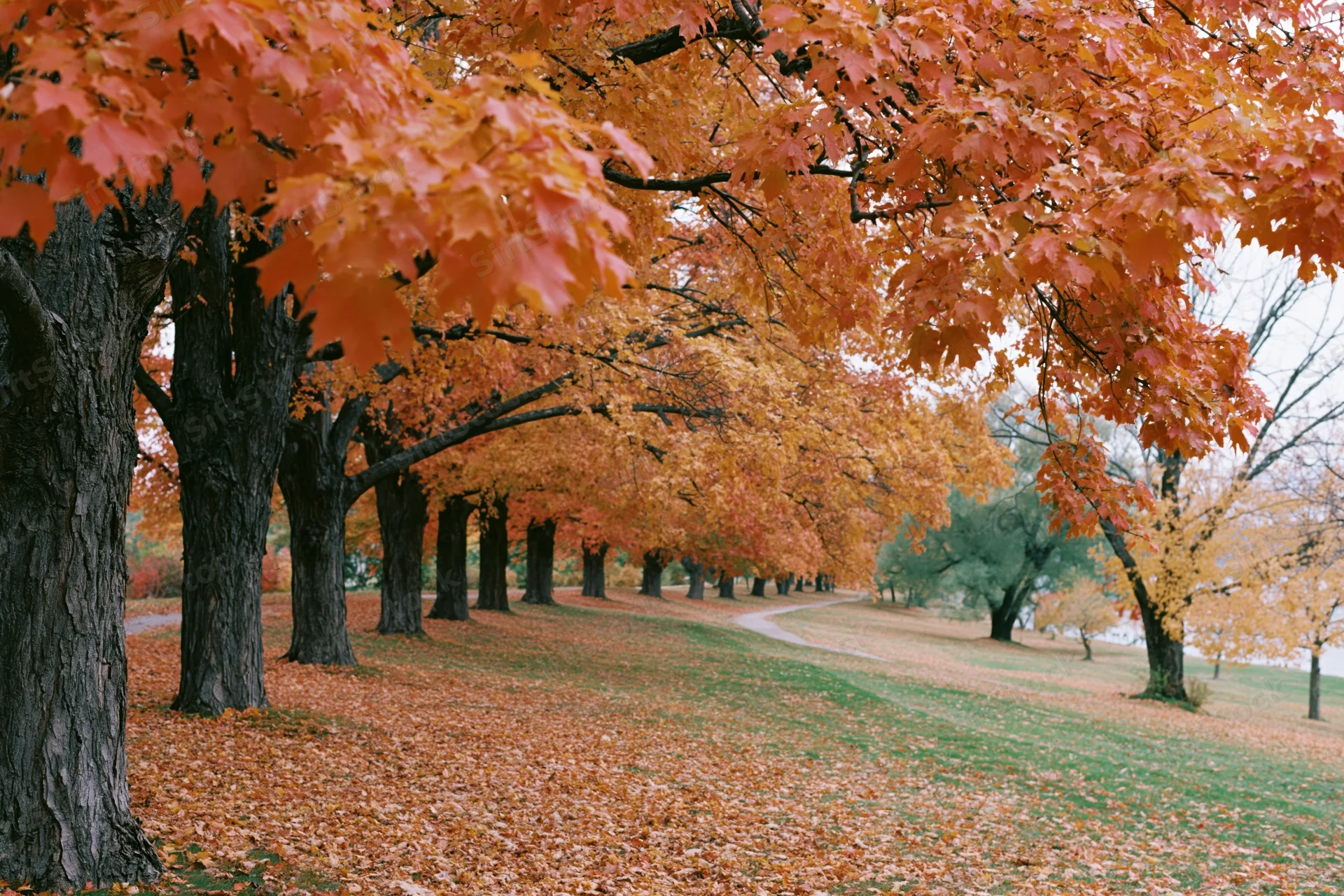 Row of maple trees in peak autumn foliage lining a curved pathway in a park