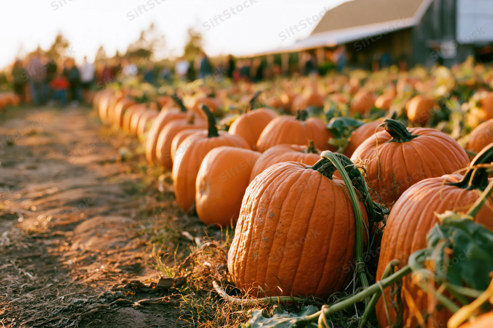 Row of orange pumpkins lining a dirt path at a rural farm field in autumn