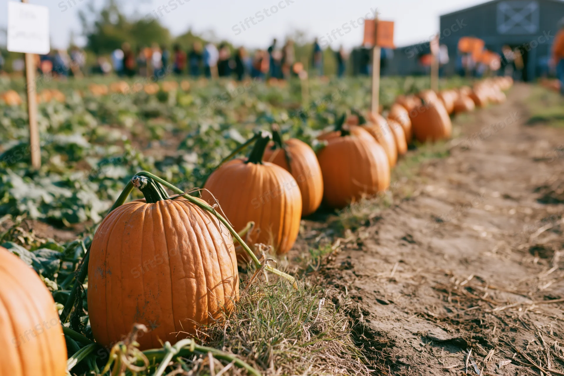 Row of orange pumpkins lining a dirt path in a rural farm field