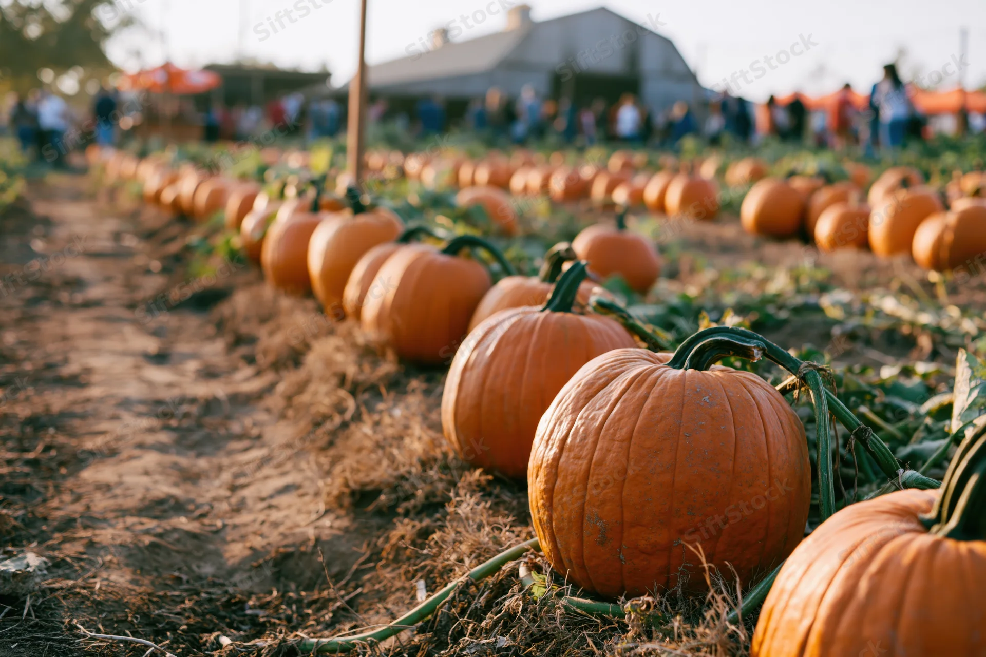 Row of pumpkins lining a dirt path at a rural farm field