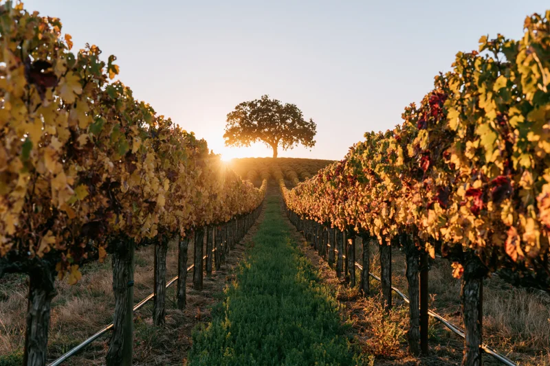 Rows of grapevines in autumn vineyard leading to a lone tree at sunset