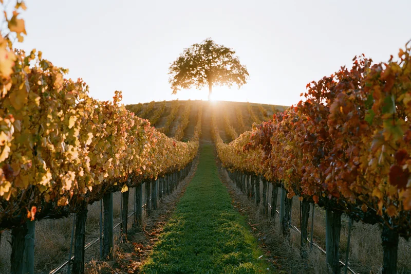 Rows of autumn grapevines receding toward a lone tree on a hill at sunset