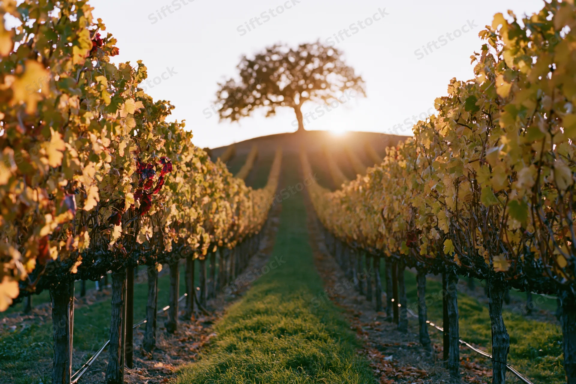 Rows of grapevines in autumn vineyard leading to a lone tree at sunset