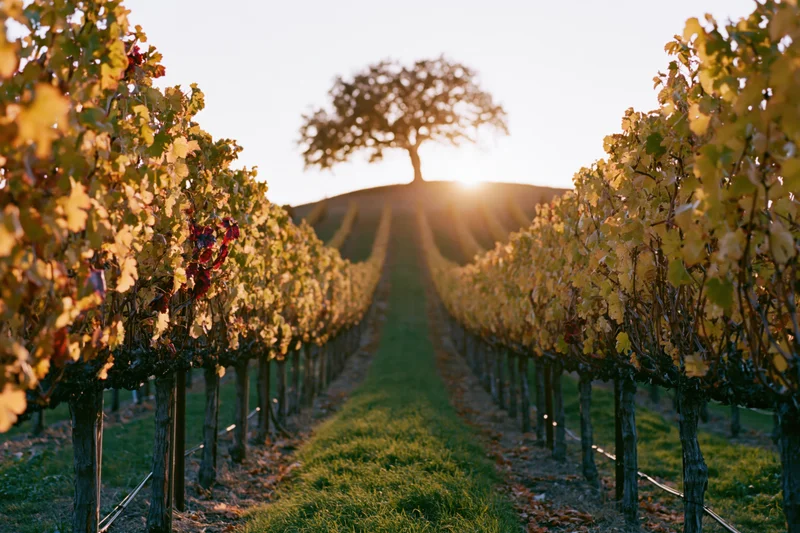 Rows of grapevines in autumn vineyard leading to a lone tree at sunset