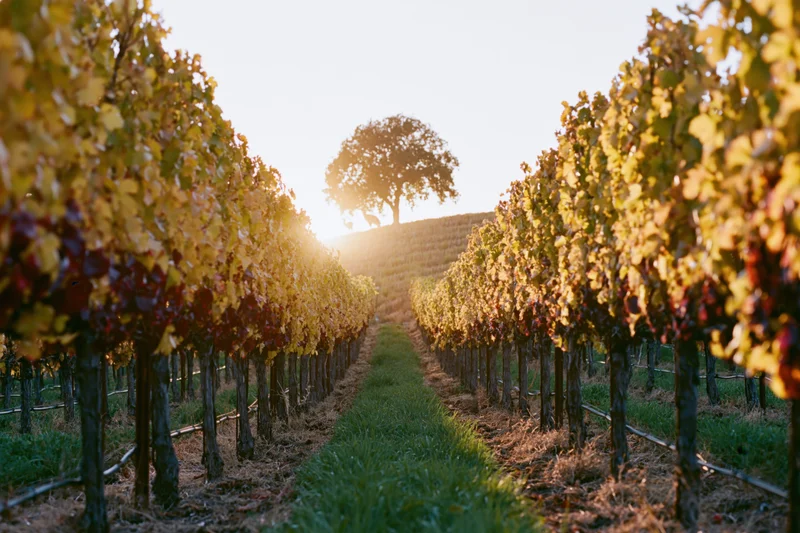 Rows of grapevines in autumn vineyard leading to a lone tree on a hill at sunset