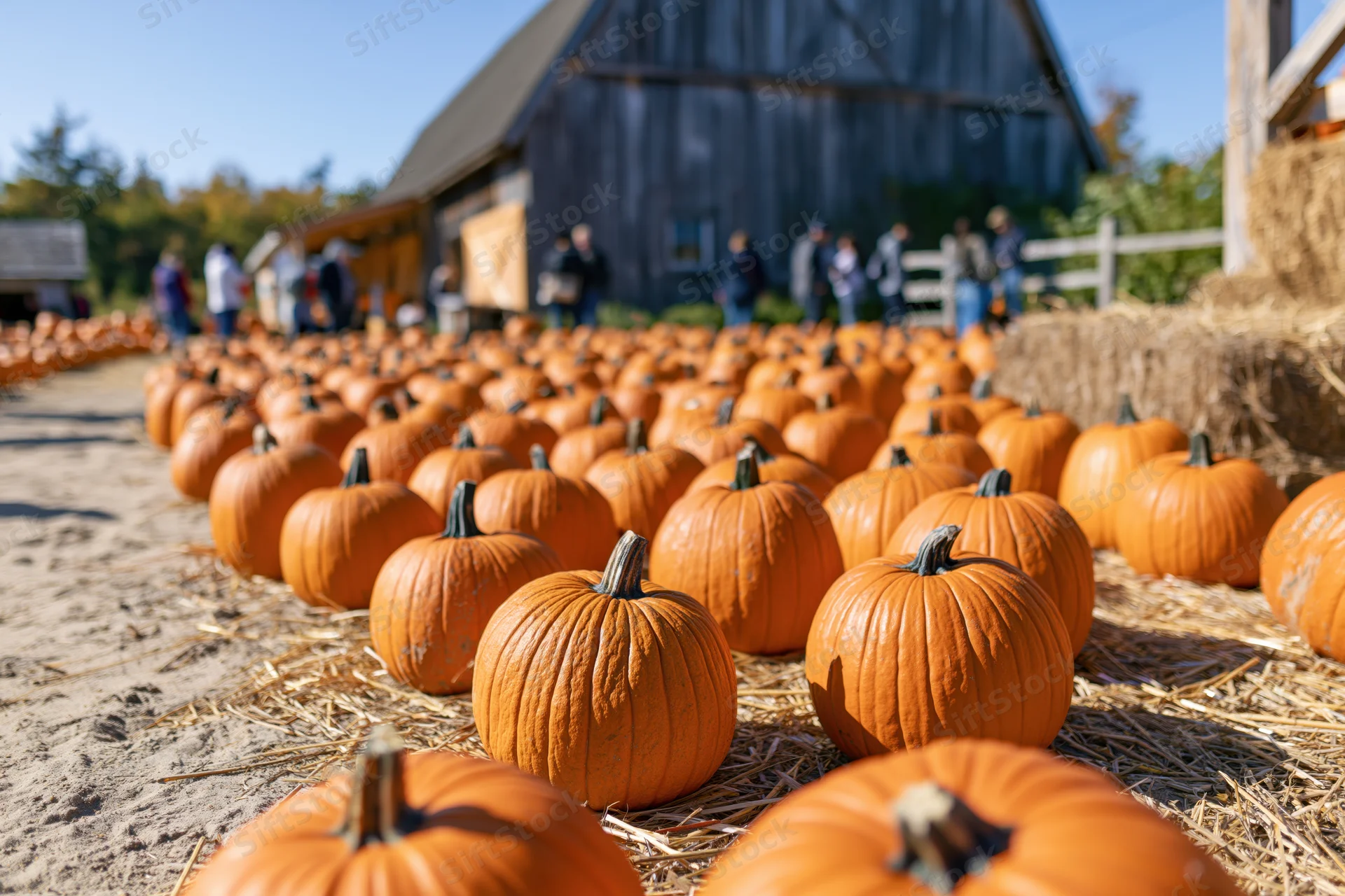 Rows of pumpkins arranged on hay in front of a barn with people in the background