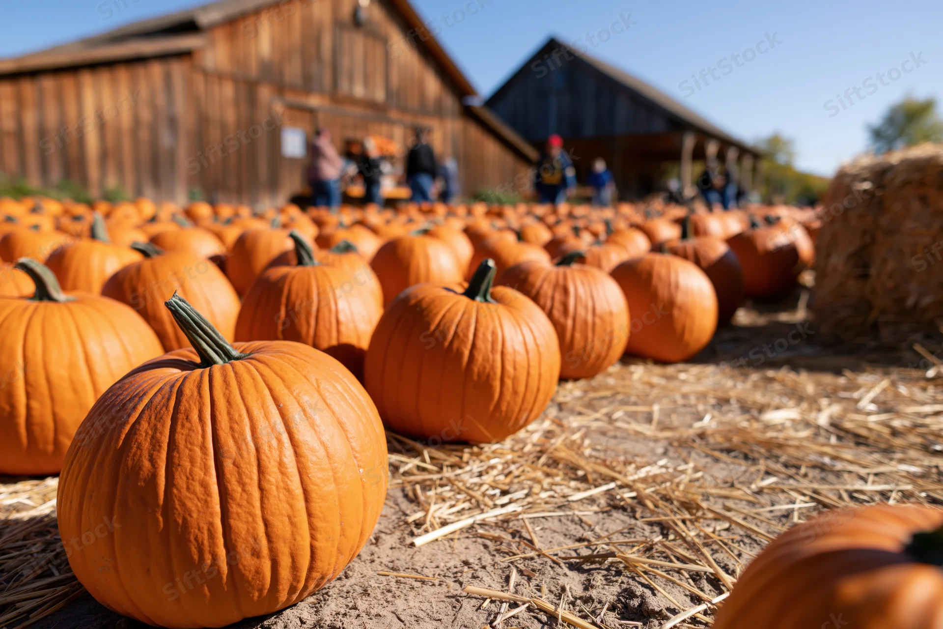 Pumpkins arranged in rows on straw-covered ground near wooden barns