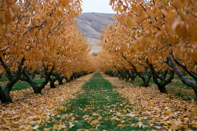 Rows of fruit trees in autumn orchard with fallen leaves lining a grassy path