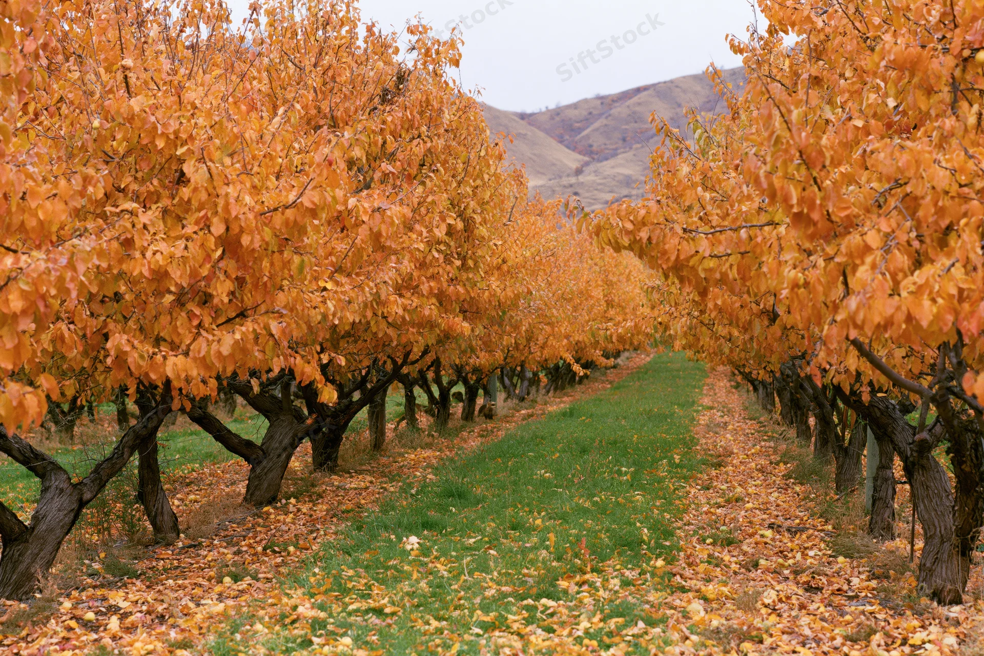 Rows of fruit trees with orange autumn foliage lining a grassy path in a rural orchard