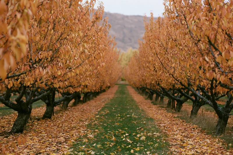 Rows of fruit trees in autumn orchard with fallen leaves lining a grassy path