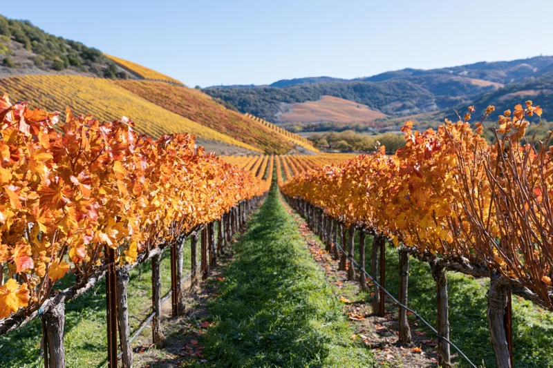 Rows of grapevines with autumn foliage stretching across a hilly vineyard landscape
