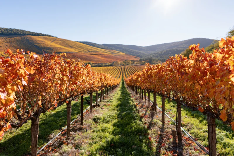 Rows of grapevines with autumn foliage stretching into the distance across a sunlit vineyard landscape