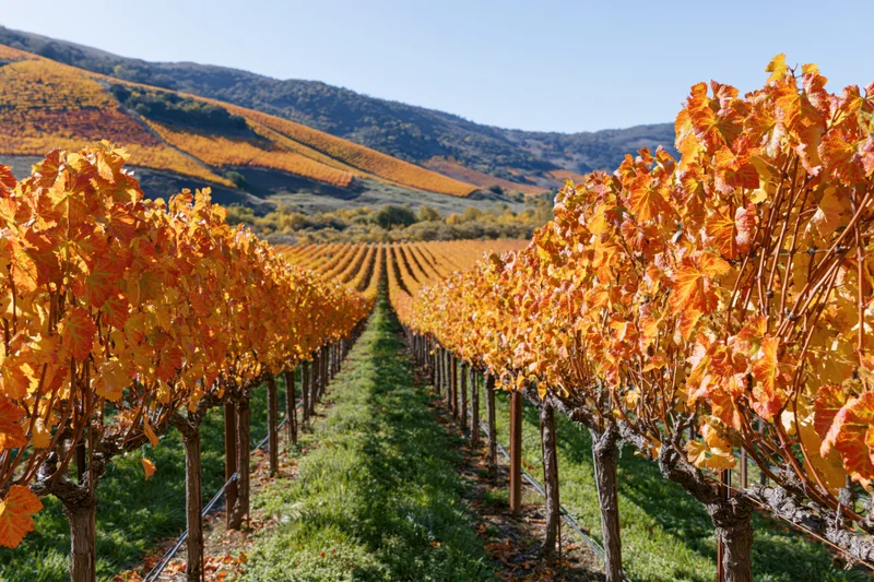 Rows of grapevines with autumn foliage stretching across a hilly vineyard landscape
