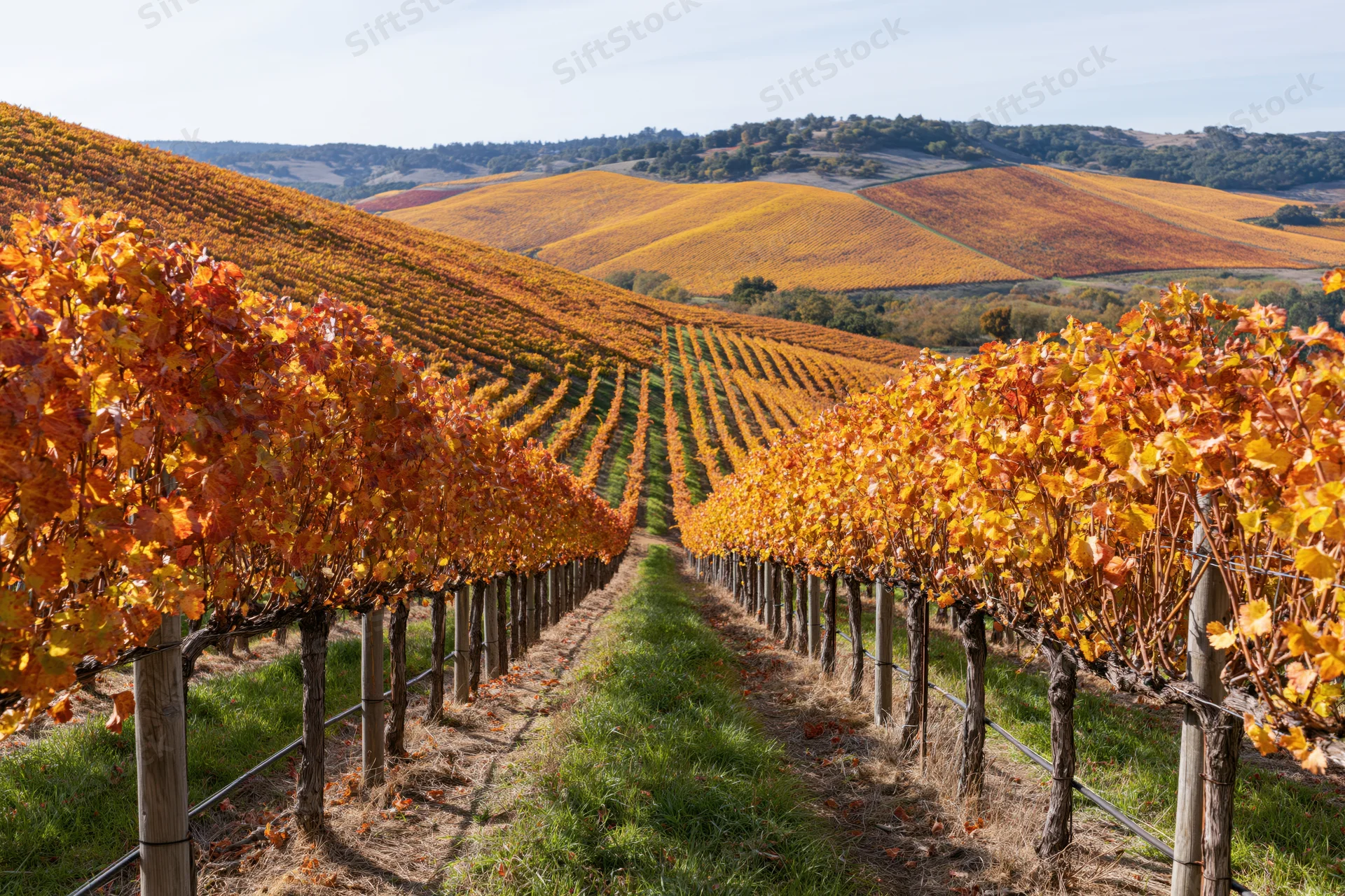 Rows of grapevines with autumn foliage stretching across rolling hills in a vineyard landscape