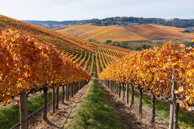 Rows of grapevines with autumn foliage stretching across rolling hills in a vineyard landscape