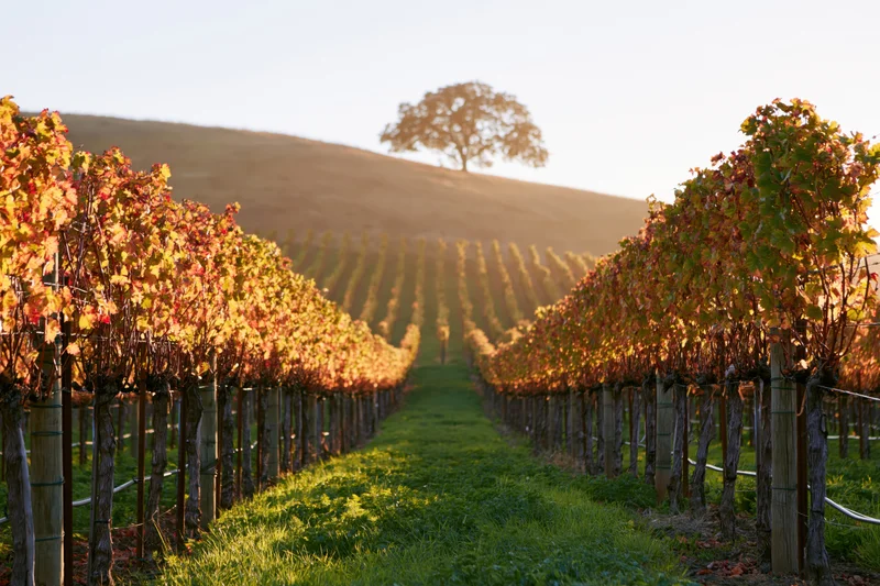Rows of grapevines in autumn colors stretching toward a lone tree on a hill at sunset