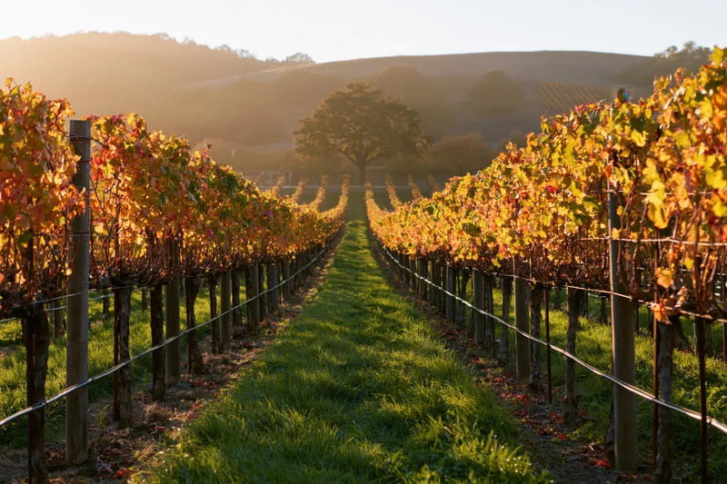 Rows of grapevines in autumn colors stretching toward a lone tree in a vineyard field