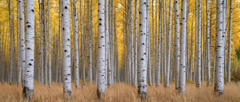 Rows of tall aspen trees with white trunks standing in a golden autumn forest