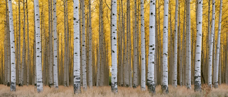 Tall poplar trees with white trunks in dense forest during autumn