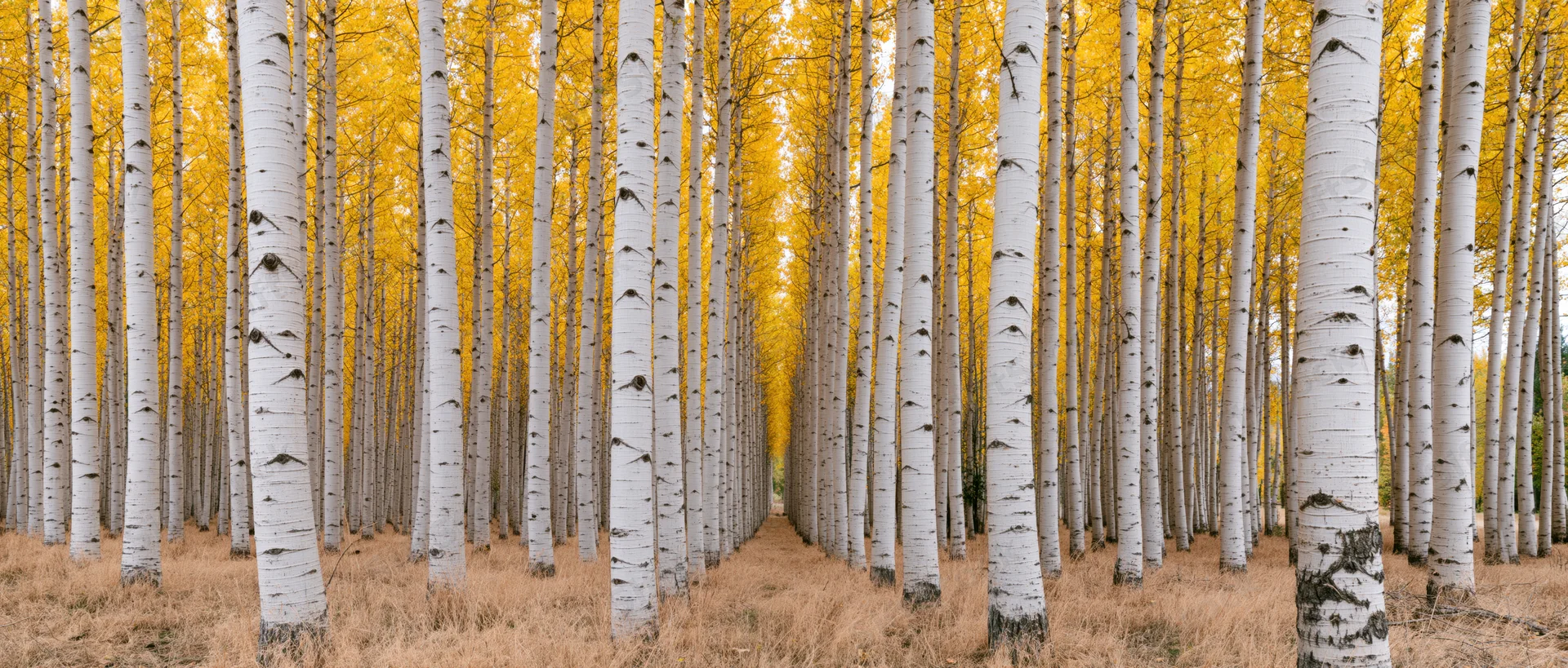Rows of tall poplar trees with white trunks and yellow foliage in autumn forest