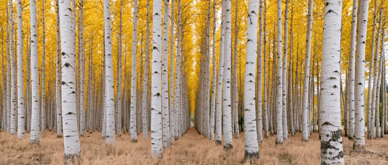 Rows of tall poplar trees with white trunks and yellow foliage in autumn forest