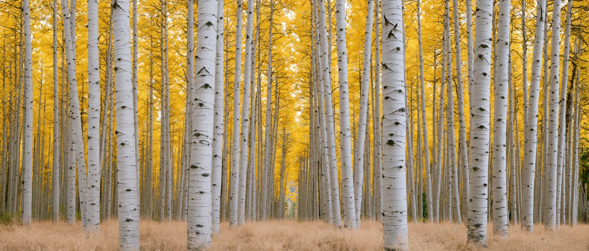 Rows of tall aspen trees with white trunks and golden autumn foliage in a forest