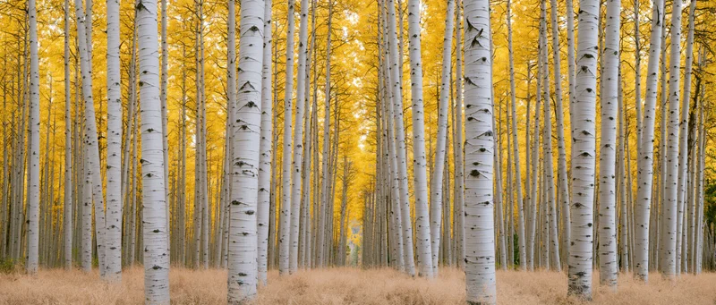 Rows of tall aspen trees with white trunks and golden autumn foliage in a forest