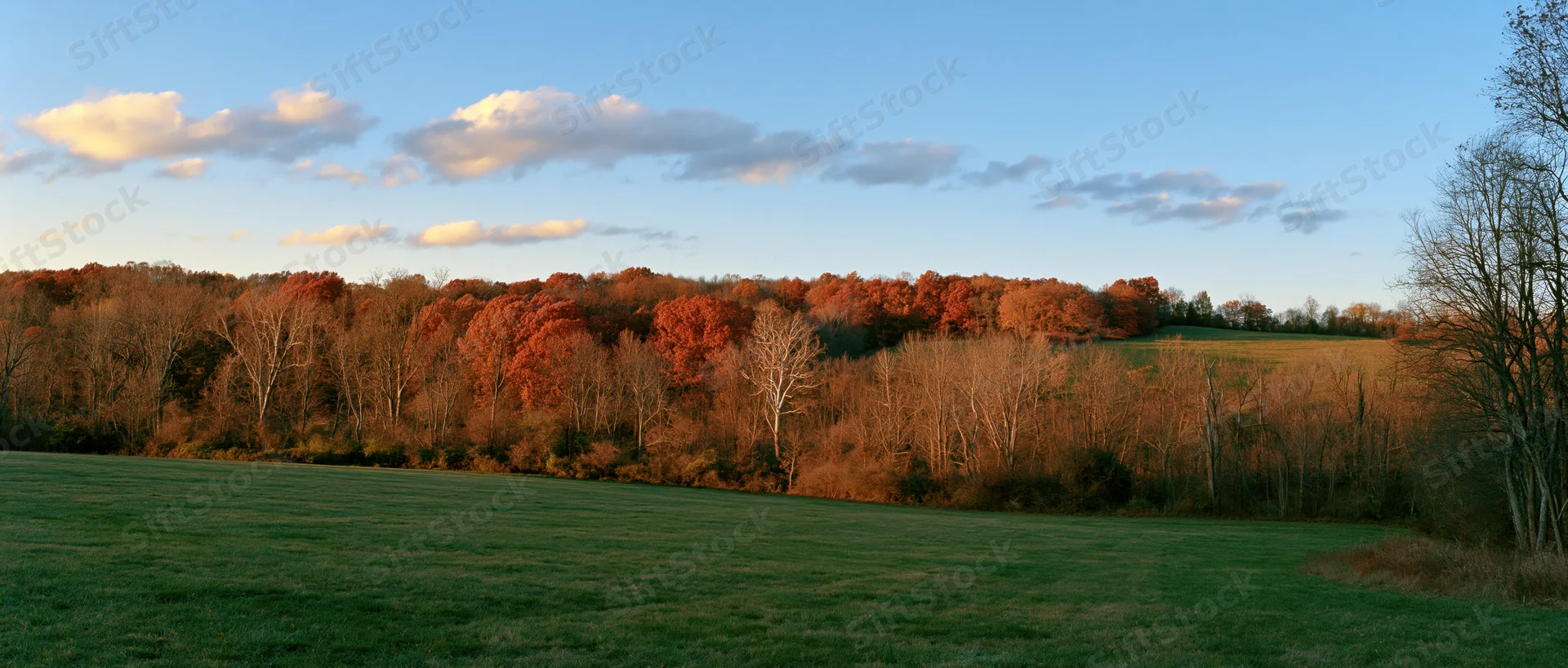 Open green field in foreground leading to autumn trees under soft evening sky