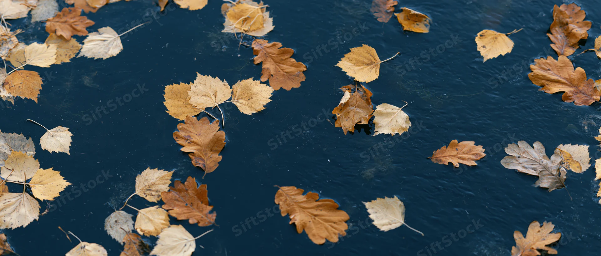 Autumn leaves floating on dark still water viewed from above