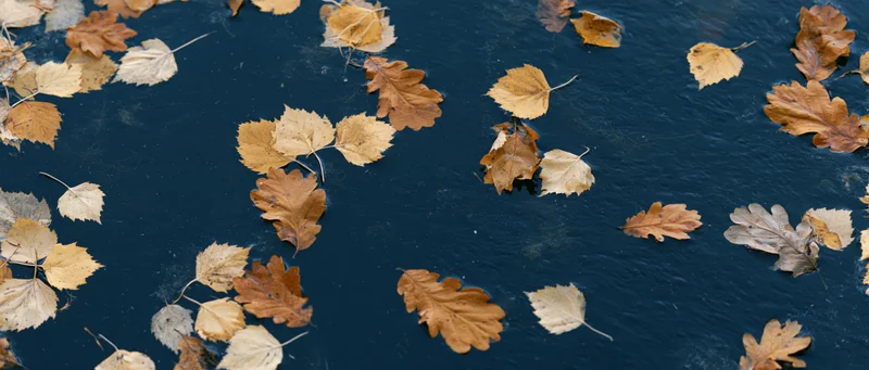 Autumn leaves floating on dark still water viewed from above