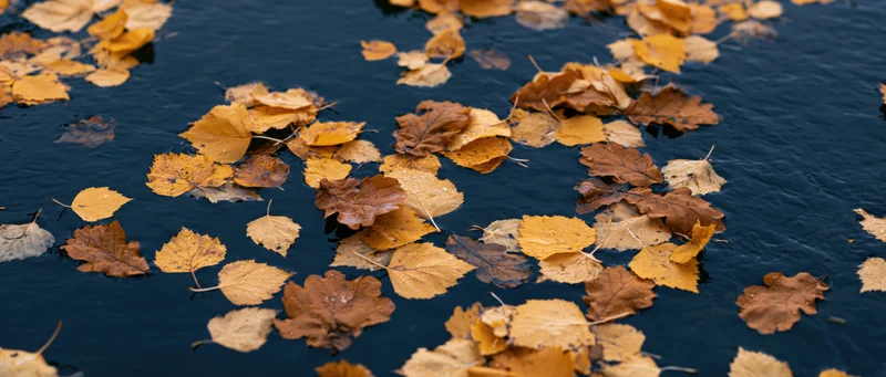 Autumn leaves floating on dark still water