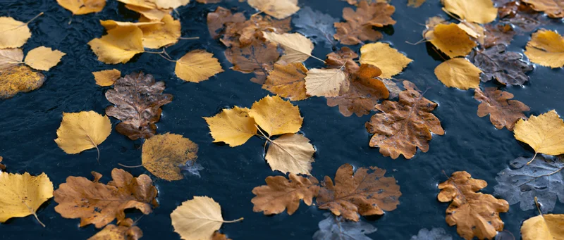 Autumn leaves floating on dark still water surface
