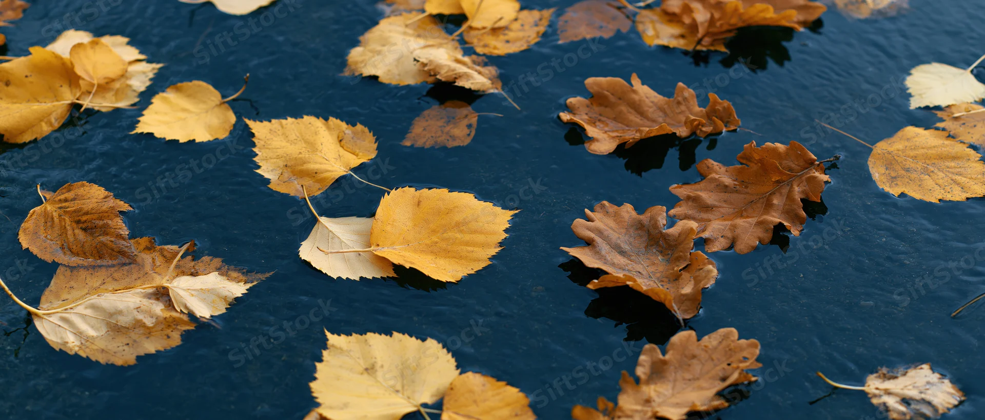 Autumn leaves floating on dark still water