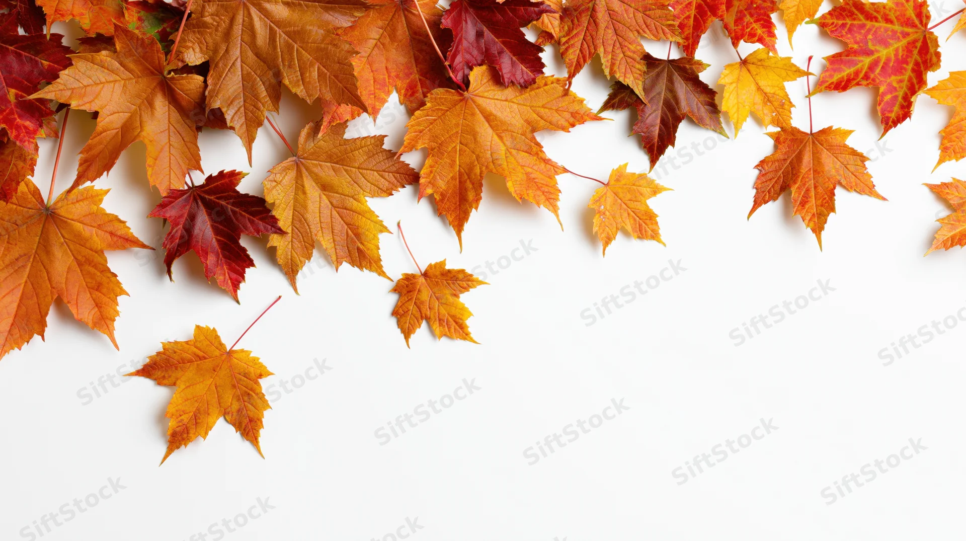 Scattered maple leaves in autumn colors arranged across white background with copyspace