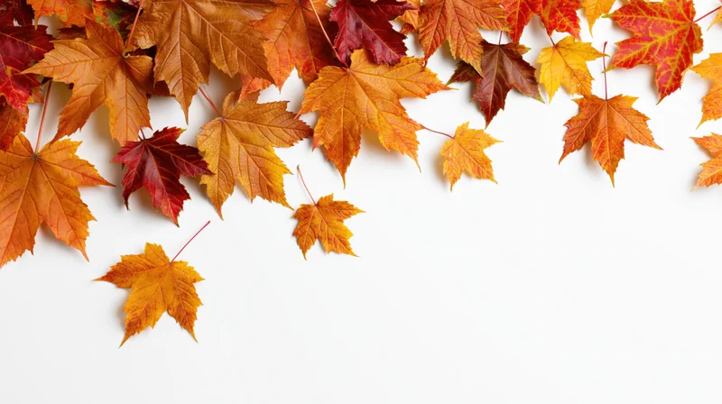 Scattered maple leaves in autumn colors arranged across white background with copyspace